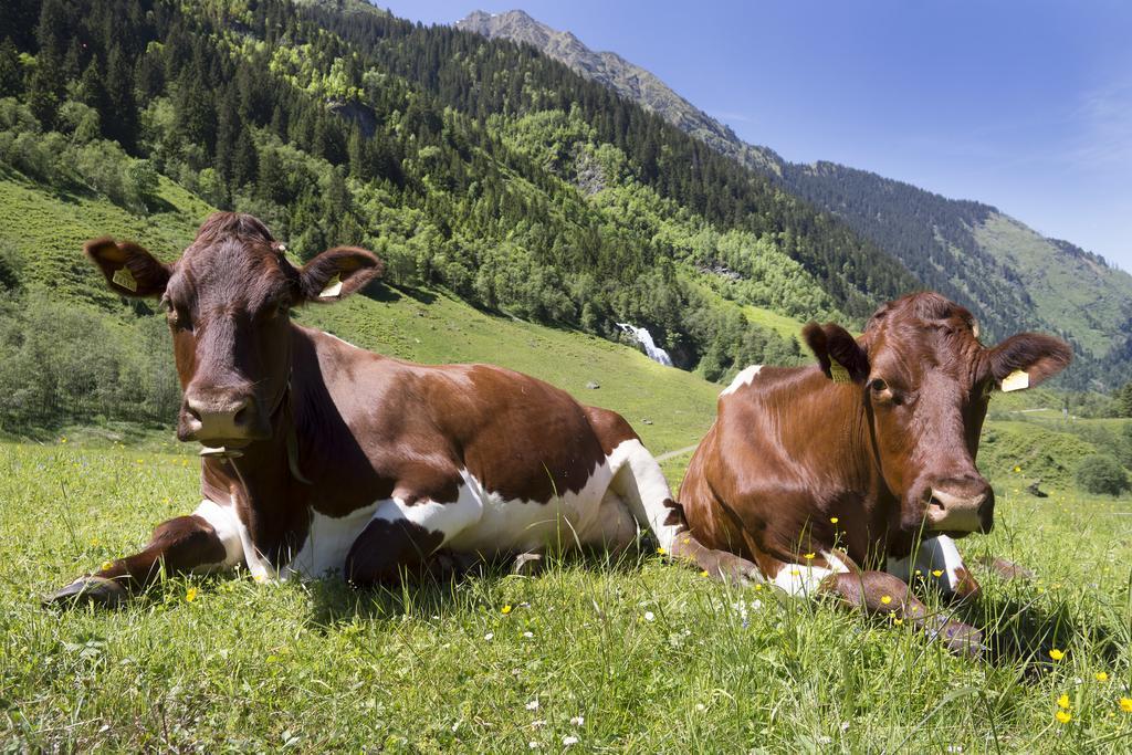 Hotel Garni Roesslhof Hollersbach im Pinzgau Exteriér fotografie
